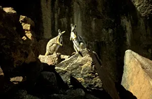Australian Native Wildlife Photos Prints: BIR00321