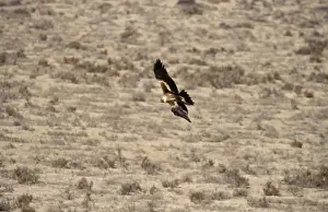 Eagle In Flight Photos Prints: BIR00351