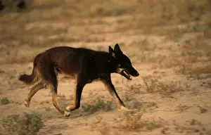 Australian Native Animals Pictures Prints: BIR00375