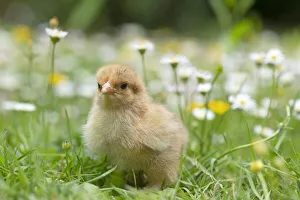 BIRD. Chicken chick, in grass with buttercups and daisies BIRD. Chicken chick, in grass with buttercups and daisies