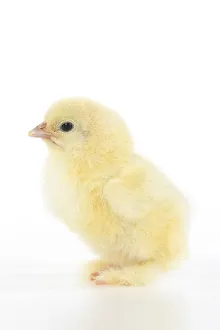 BIRD, one day old chick,, on white background, studio BIRD, one day old chick,, on white background, studio