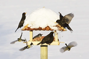 Bird Feeding Station - attracting various birds in winter Bird Feeding Station - attracting various birds in winter