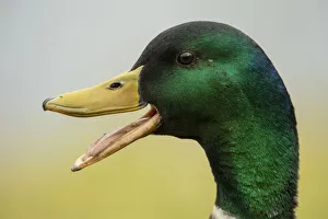 BIRD. Mallard duck, male, head study, beak open BIRD. Mallard duck, male, head study, beak open