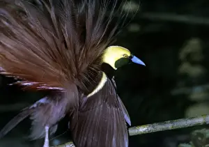 Tropical Rainforest Wildlife Photos Prints: Bird of Pardise