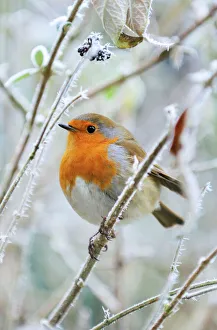 Bird - Robin in frosty setting Bird - Robin in frosty setting