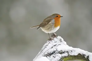 European Robin Images Prints: BIRD. Robin in snow