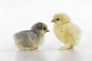 BIRD, X2 one day old chicks,, on white background, studio BIRD, X2 one day old chicks,, on white background, studio