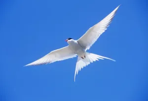 Arctic Tern Migration Prints: Arctic Tern - in flight