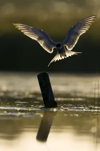 UK Wildlife Prints: Common Tern