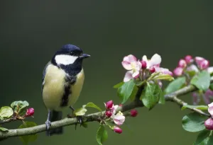 British Birds Images Prints: Great Tit - sits on branch