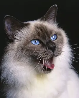 Pet Cats Prints: Birman Blue Cat