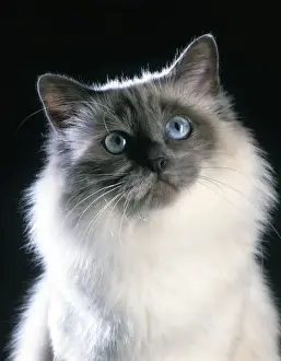 Jean Michel Labat Photography Prints: Birman Cat