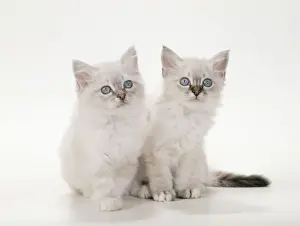 Cute Kittens For Sale Prints: Birman Cat - Kittens