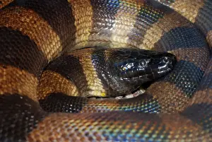 Reptile Wildlife Photos Prints: Bismark Ringed Python - Found only on the islands of the Bismark Archipelago