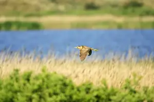 Botaurus Stellaris Images Prints: Bittern - flying over breeding territory, Texel, Holland