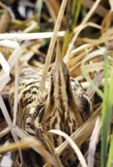 Bittern Bird Prints: Bittern - hiding in reeds