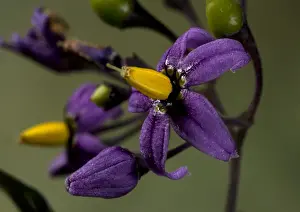 Wildflowers In The UK Prints: Bittersweet Nightshade