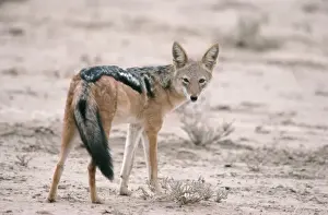 South African Wildlife Pictures Prints: Black-backed Jackal