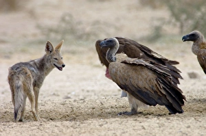 Black-backed Jackal approaching White-backed Vultures (Aegypius africanus) at waterhole Black-backed Jackal approaching White-backed Vultures (Aegypius africanus) at waterhole