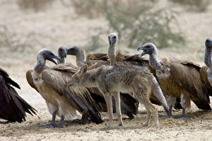 Black-backed Jackal sniffing White-backed Vulture (Aegypius africanus) at waterhole Black-backed Jackal sniffing White-backed Vulture (Aegypius africanus) at waterhole
