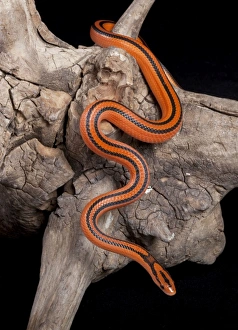 Black-Banded Trinket Snake (Trinket Snake, Snakes)