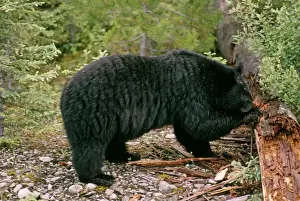 Ursus Americanus Images Prints: Black Bear - digging insects from log - Canada