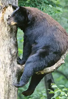Ursus Americanus Images Prints: Black Bear - sitting on branch up tree, Summer Minnesota USA