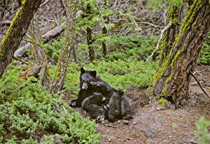 Black Bear sow nursing young cubs Black Bear sow nursing young cubs