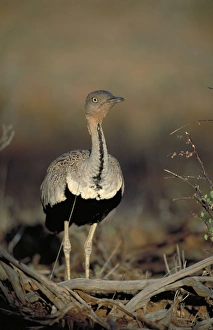 Black-Bellied Bustard. - Walking through dry bush. Showing black belly Black-Bellied Bustard. - Walking through dry bush. Showing black belly