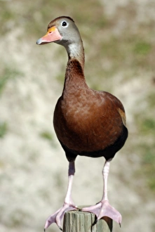 Black-bellied Tree Duck / Black-bellied Whistling Duck Black-bellied Tree Duck / Black-bellied Whistling Duck