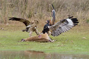 Black-breasted Buzzard and Whistling Kite (Haliastur sphenurus) - Feeding on an Agile Wallaby (Macropus agilis) Black-breasted Buzzard and Whistling Kite (Haliastur sphenurus) - Feeding on an Agile Wallaby (Macropus agilis)