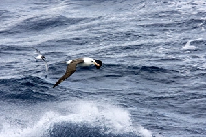 Black-browed Albatross and Blue Petrel (Halobaena caerulea), both flying low over rough sea Black-browed Albatross and Blue Petrel (Halobaena caerulea), both flying low over rough sea
