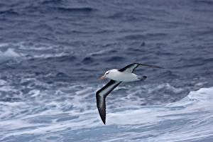 Black-browed Albatross - In flight, low over the sea showing under wing and black eyebrows Black-browed Albatross - In flight, low over the sea showing under wing and black eyebrows