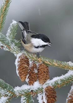 Images Dated 18th January 2004: Black-capped Chickadee in snow storm. Westport, CT, USA