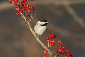 Black-capped Chickadee in winter Black-capped Chickadee in winter