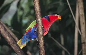 Ardea Wildlife Pets Environment Prints: Black-capped Lory