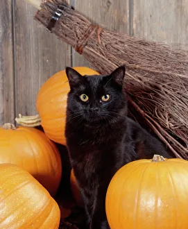 Black Cat - with pumpkins & broomstick Black Cat - with pumpkins & broomstick