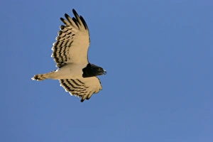 Black-Chested / Black-Breasted Snake-Eagle - In flight in the Namib Desert Black-Chested / Black-Breasted Snake-Eagle - In flight in the Namib Desert