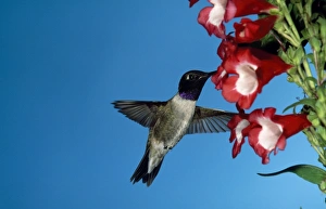 Black-chinned Hummingbird - male Black-chinned Hummingbird - male