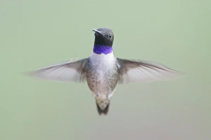 Black-chinned Hummingbird - male - in flight Black-chinned Hummingbird - male - in flight