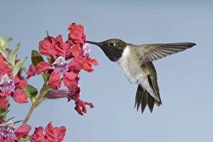 Black-chinned Hummingbird - male - in flight at flower Black-chinned Hummingbird - male - in flight at flower