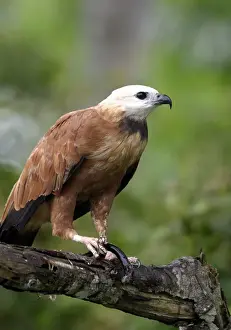 Black Collared Hawk Prints: Black Collared Hawk