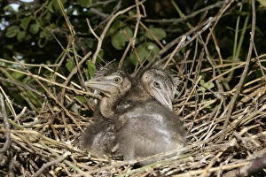 Black-crowned Night-Heron - two chicks at nest Black-crowned Night-Heron - two chicks at nest