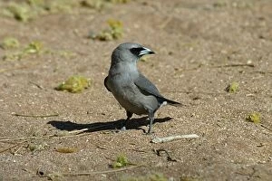 Images Dated 23rd October 2003: Black-faced Woodswallow Karumba, Gulf of Carpentaria, Queensland, Australia