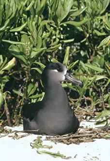 Albatross Conservation Efforts Prints: Black-footed albatross - nesting