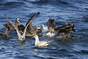 Black-footed albatrosses and juvenile gulls feeding on blubber that has floated to Black-footed albatrosses and juvenile gulls feeding on blubber that has floated to
