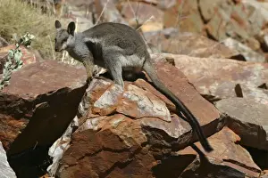 Australian National Parks Images Prints: Black-footed Rock-wallaby Ormiston Gorge