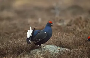 Stefan Meyers Photographer Prints: Black Grouse