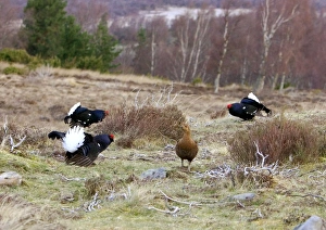 Black Grouse - Cocks and Grey hen on lek early morning Black Grouse - Cocks and Grey hen on lek early morning