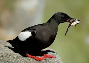 Black Guillemot - On rock with fish in mouth Black Guillemot - On rock with fish in mouth